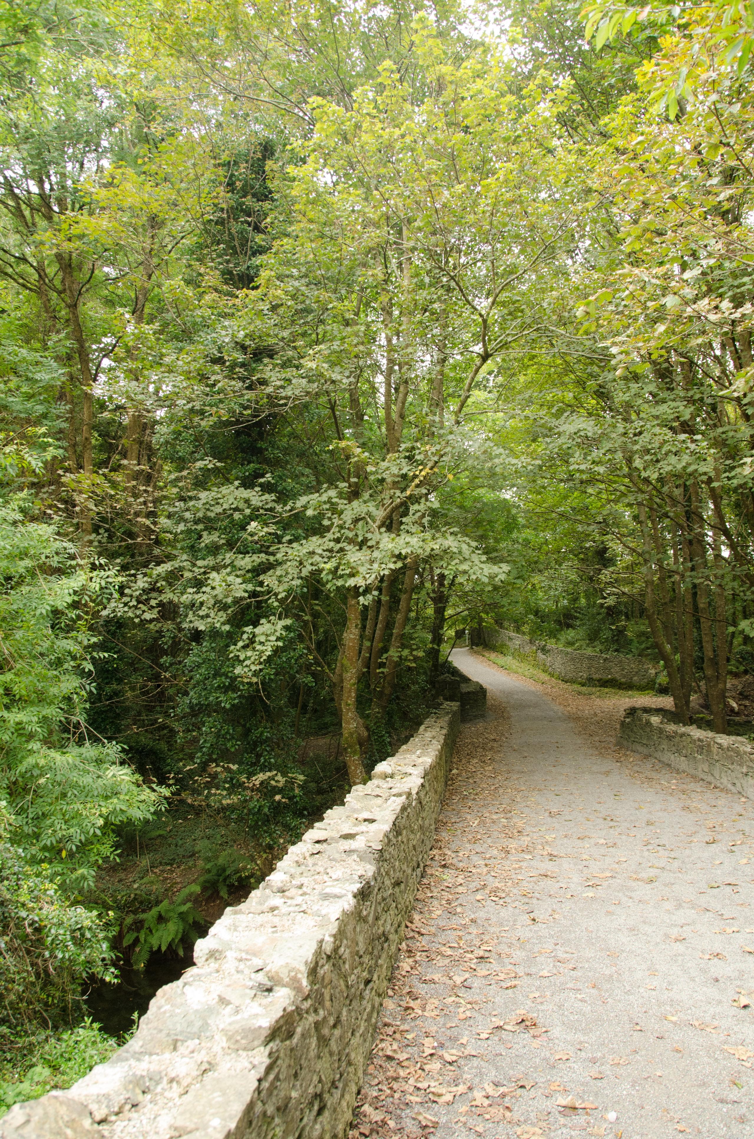 Brücke und Weg im Wald in Irland